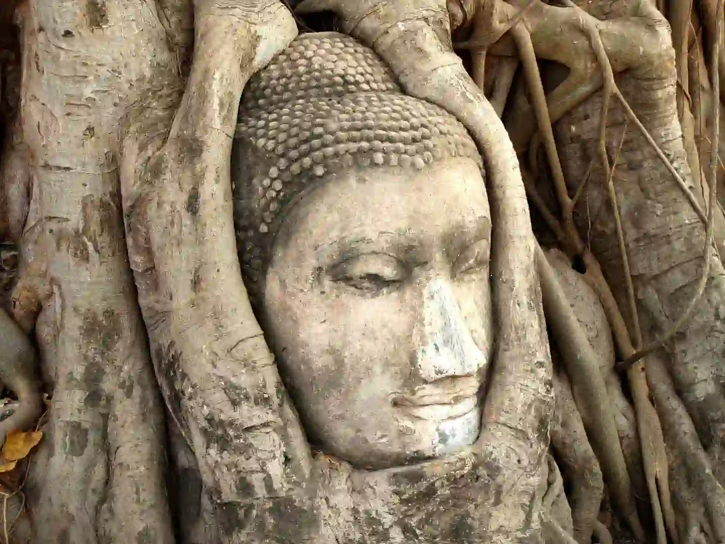 Głowa Buddy w korzeniach drzewa, Ayutthaya